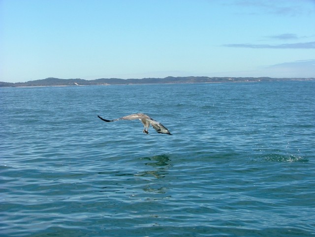 SEA EAGLE